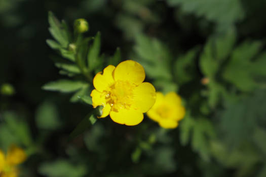 Yellow Flower