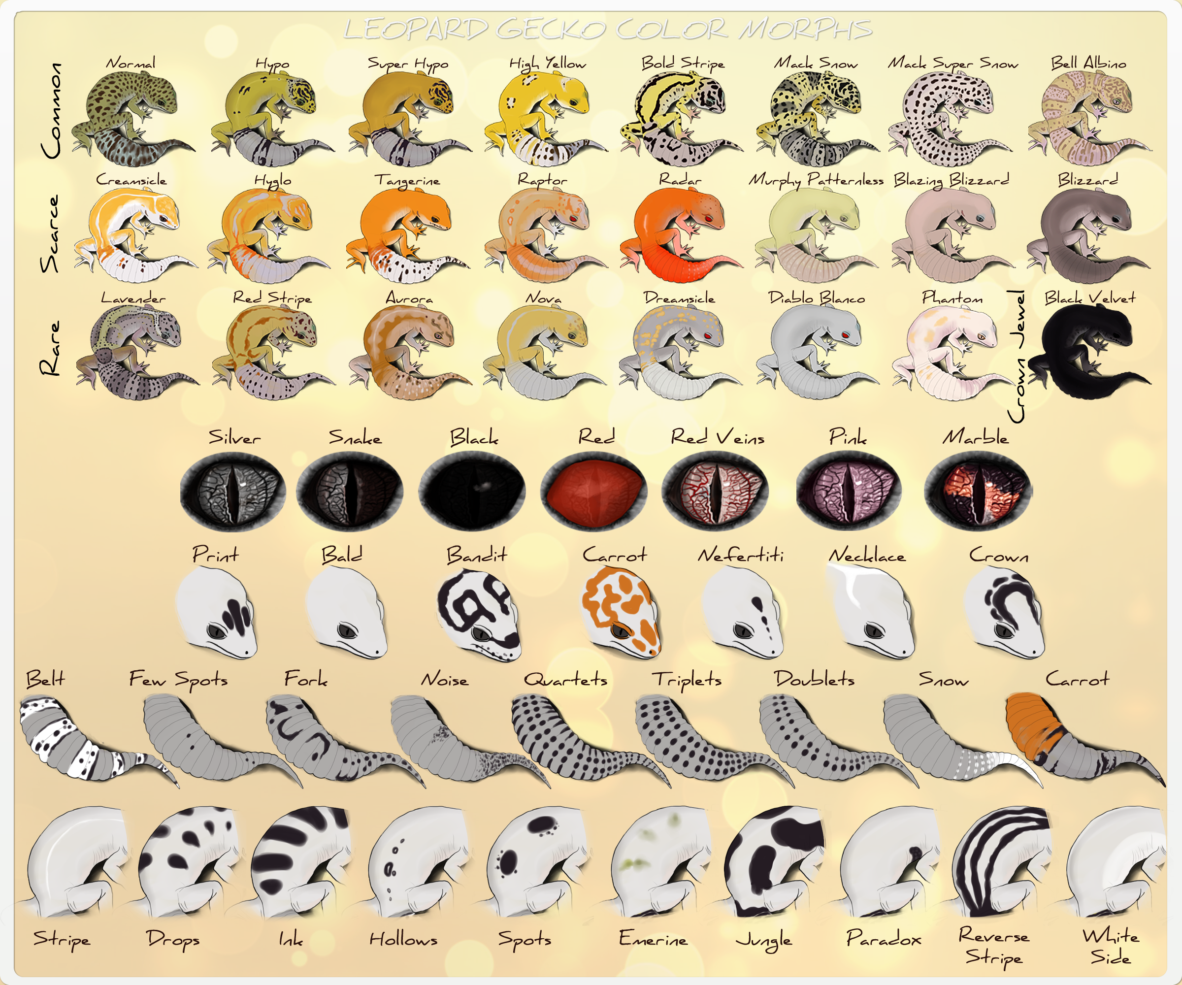 Leopard Gecko - Refference Sheet