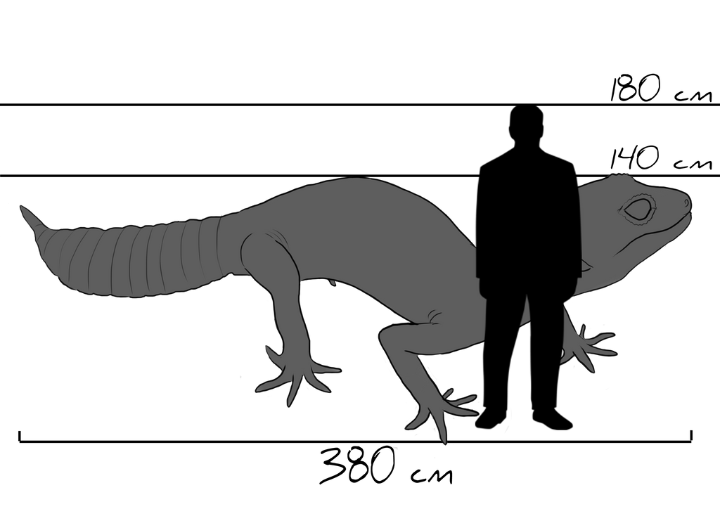 Leo gecko size