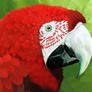 Project papagaj 1 - Scarlet Macaw