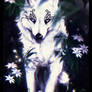 .The last Star.