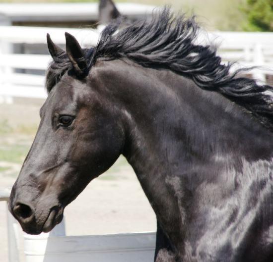 Friesian horse