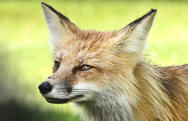 Fox Facial