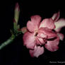 Adenium 3