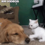 Dog Wants To Nap Small