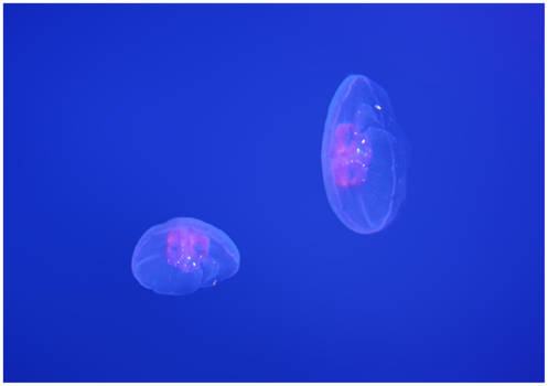 Jellyfish