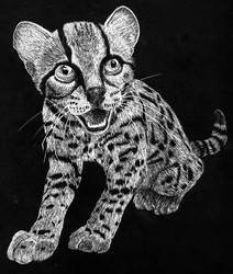 Scratchboard: Margay