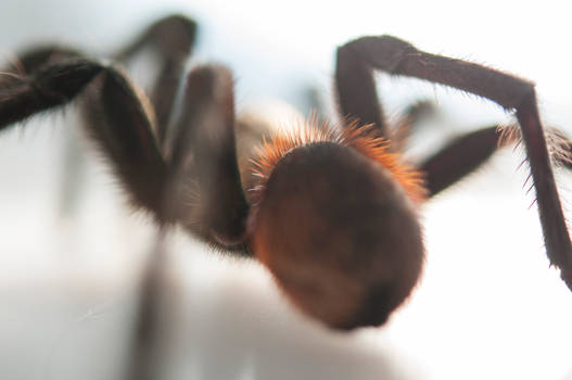 Texas Brown Tarantula