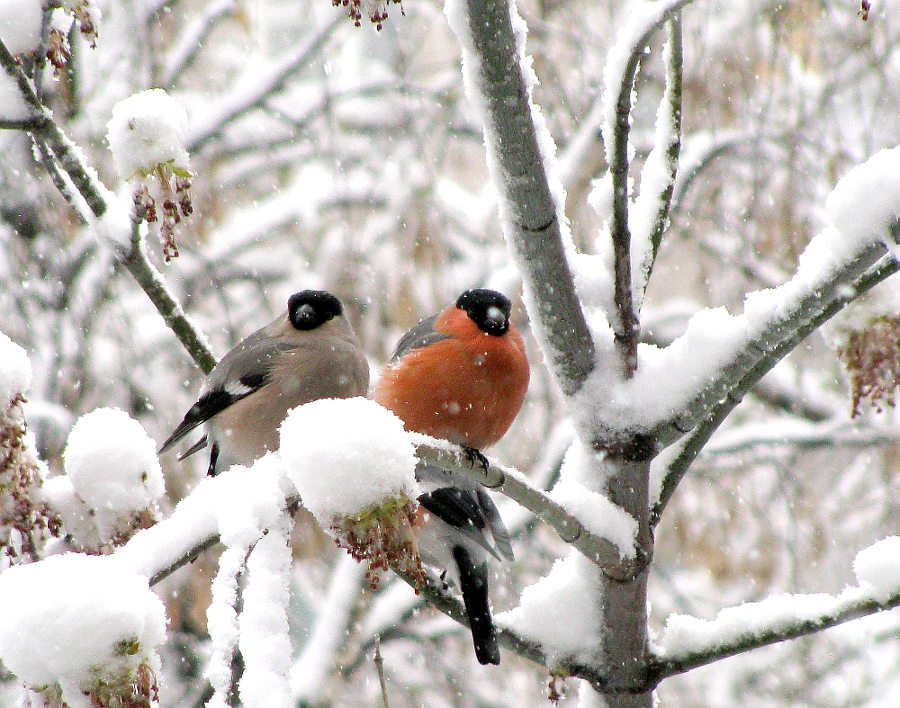 bullfinches