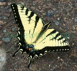 yellow swallowtail