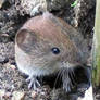 Vole