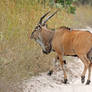 Eland