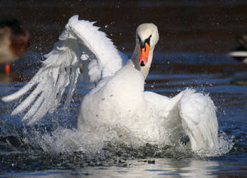 swan