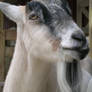 Moooo, no wait I am a goat...