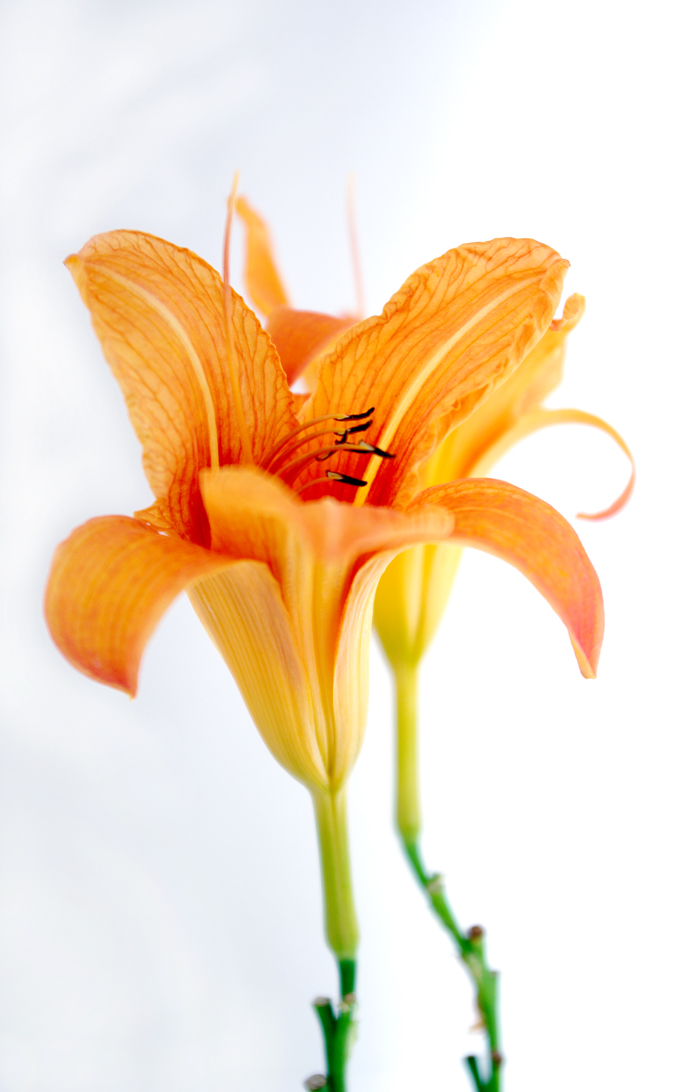 Lilium