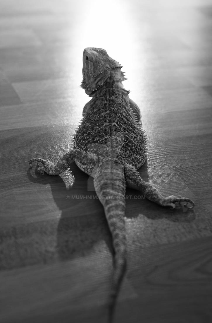 Bronko by mum-inim on DeviantArt