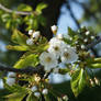 Appletree flower