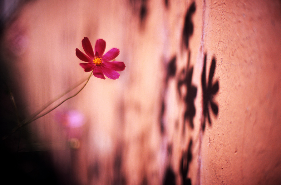 Shadows on the wall