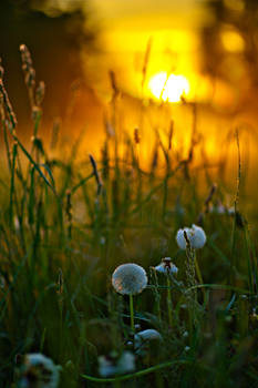 Morning dandelions