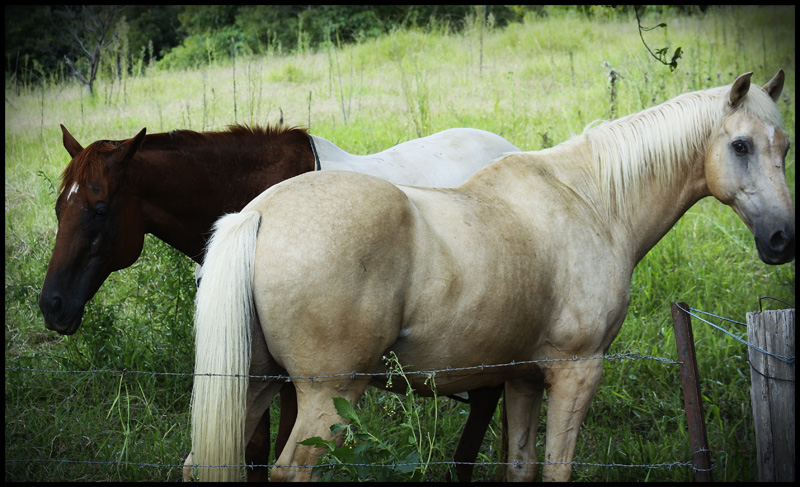 Coupla Horses