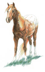 Red Appaloosa