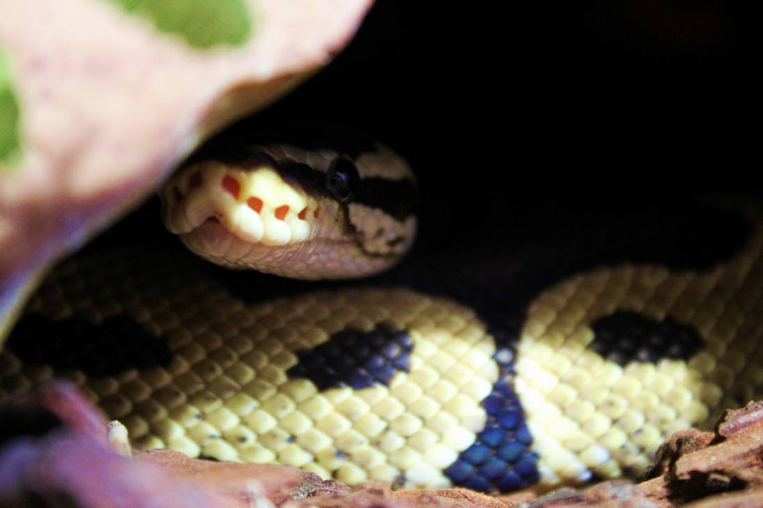 Snoot by SnakeQueenMedusa on DeviantArt