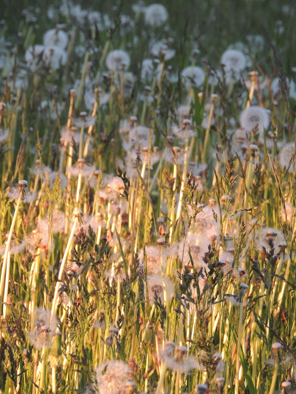 Field of dandelions