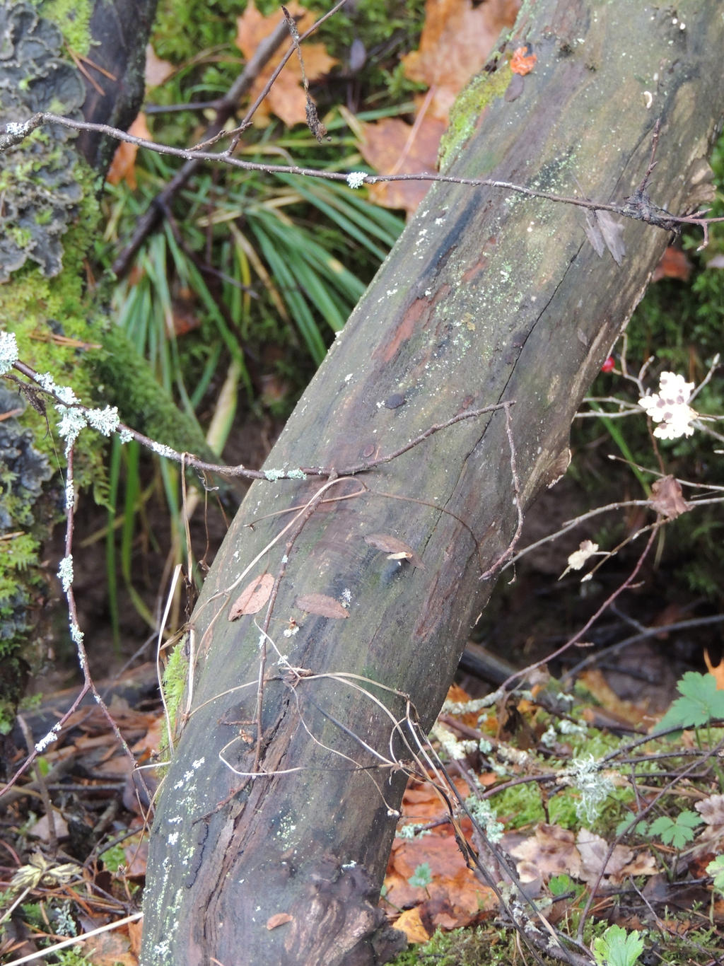 Decaying Branch