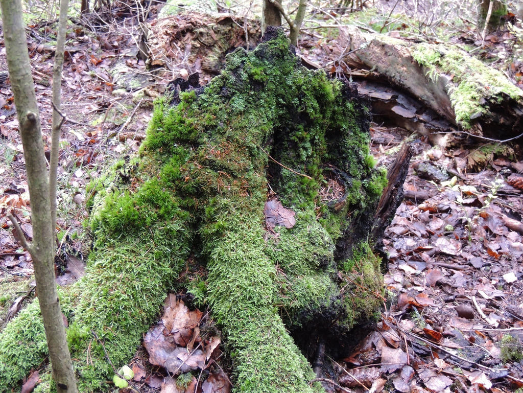 Mossy Tree Stump