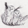 Owl Family Quick Sketch