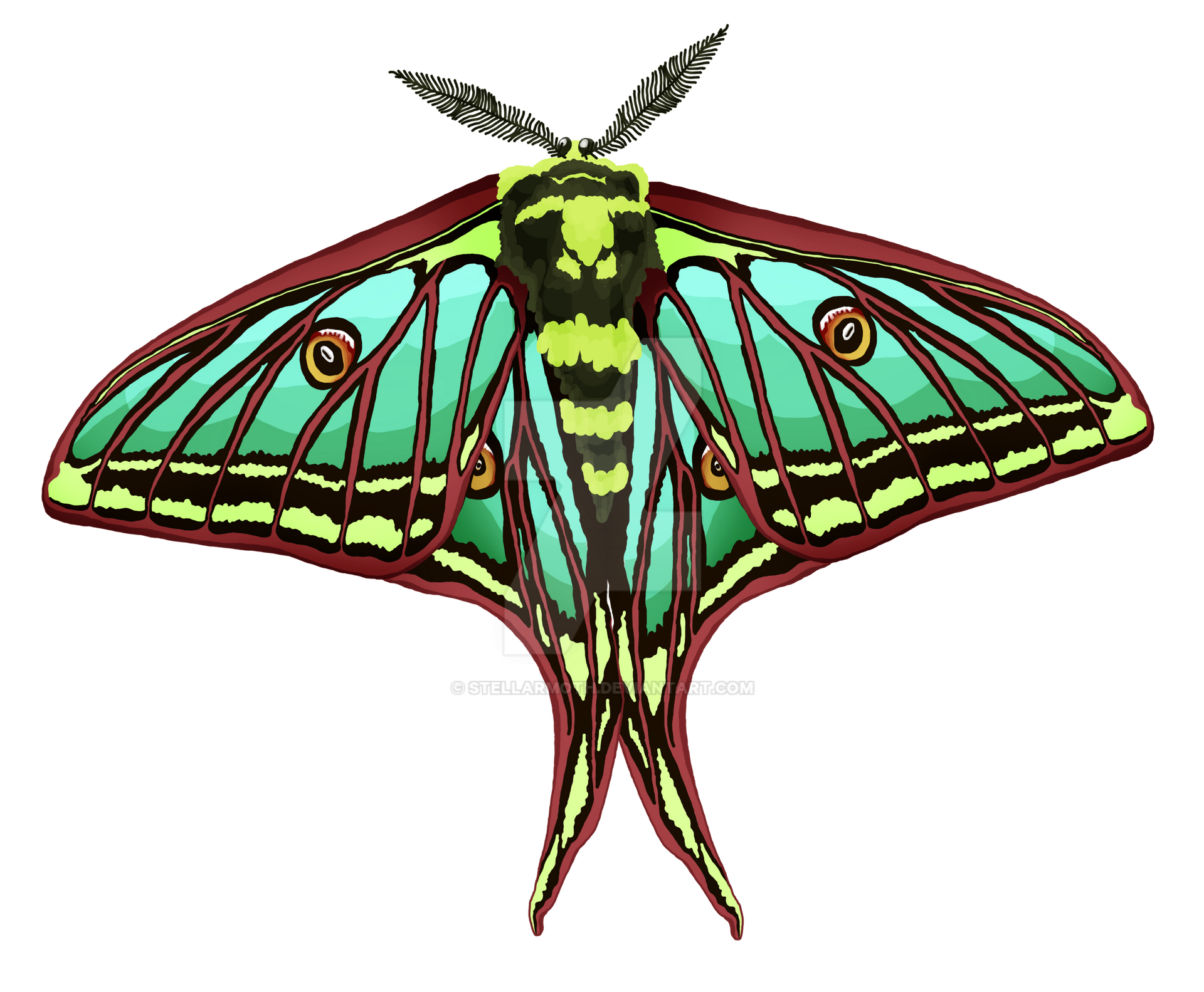 Spanish Moon Math Spanish Moon Moth by StellarMoth on DeviantArt
