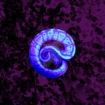 Indigo Blue Python Indigo - Ball Python Photomanipulation by BriNegative on DeviantArt