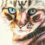 Cat in Oil Pastel