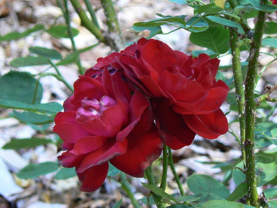 Red Roses by VelvetMist on DeviantArt