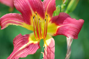 Day Lilly