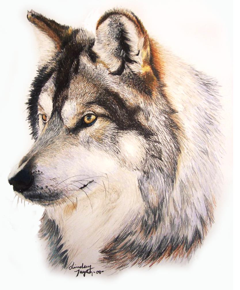 Mexican Wolf