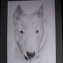 Bull Terrier