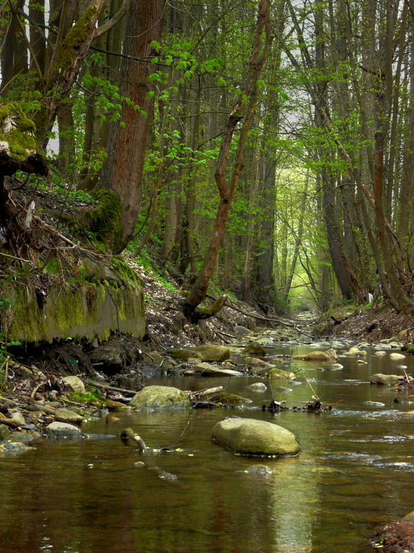 Forest Harmony