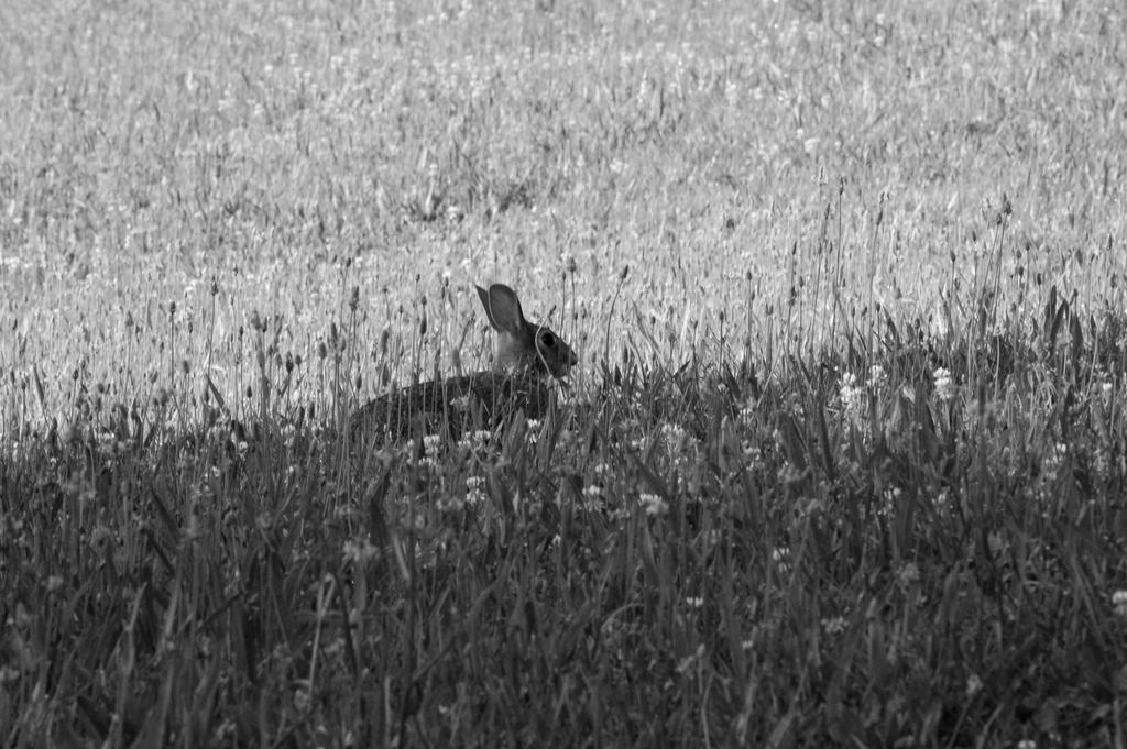 Black and white Bunny