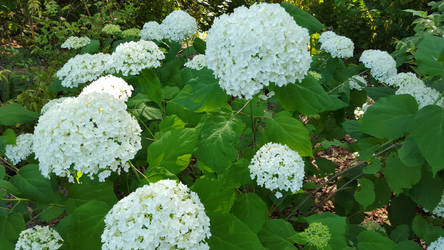 white hydrangeas