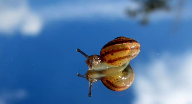 Snail