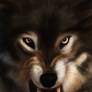 Speed paint, snarling wolf