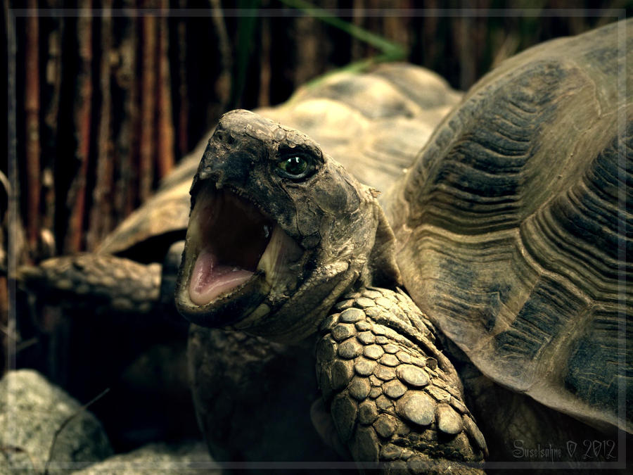 screaming turtle by Suselsahne on DeviantArt