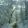 Path in Snow Forest