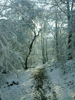 Path in Snow Forest