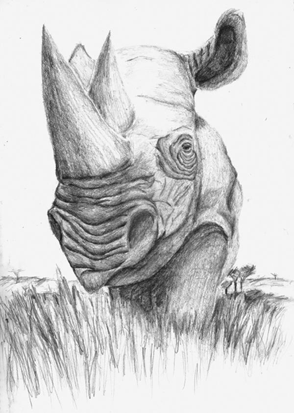 Portrait of a Rhino