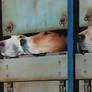 Hounds in a Horsebox