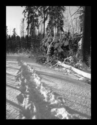 Snowy Path