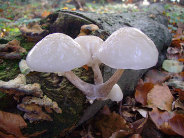 Alien Mushrooms