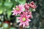 Sempervivum arachnoideum by Angie-Pictures